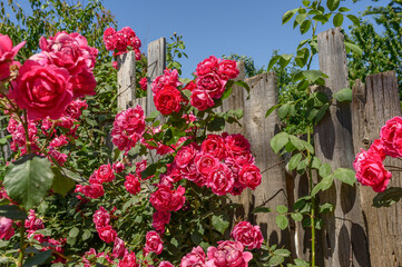 Red blooming rose on the fence of the cottage. Summer in nature.