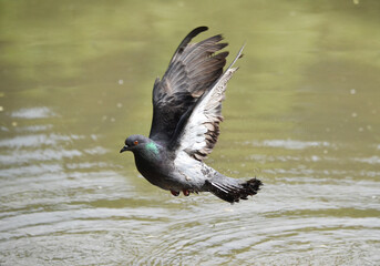 seagull in flight