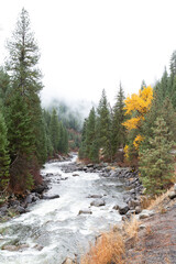 Obraz premium North Fork Payette River in autumn with yellow cottonwood and mists