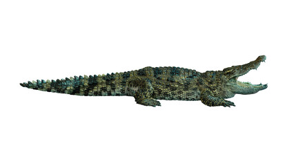 Crocodile  isolated on white background.