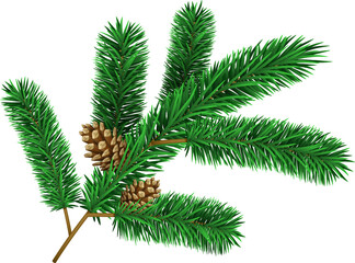 Christmas tree branche fir twig