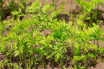 Growing texture of carrot leaves from the ground, close-up.