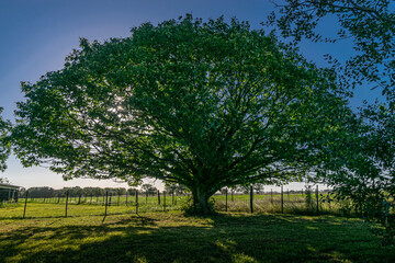 Obraz premium Trees from the country, in Buenos Aires, Argentina