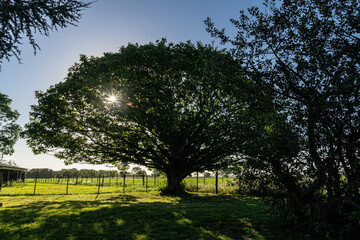 Trees from the country, in Buenos Aires, Argentina