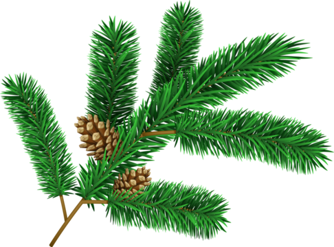 Christmas tree branche fir twig