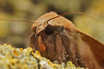 Facial closeup on a light color form of the large yellow underwing Noctua pronuba, sitting on wood