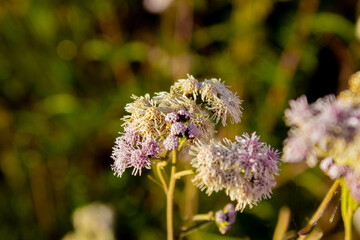 flor branca e lilás