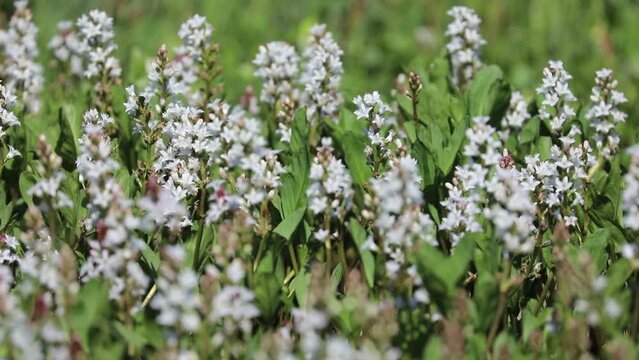 Menyanthes trifoliata. Buckbean in summer in the Arctic zone of Russia