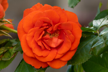 Red rose growing in the garden