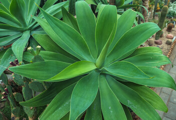 Agave attenuata plant