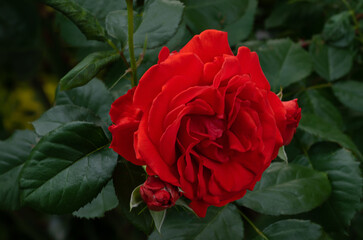 Red rose growing in the garden