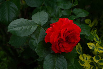 Red rose growing in the garden