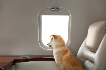 Travelling with pet. Cute Akita Inu puppy near window in airplane