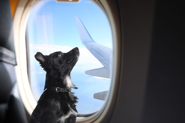 Travelling with pet. Cute long haired dog near window in airplane