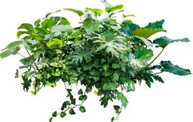Monstera Jungle Plant Isolated