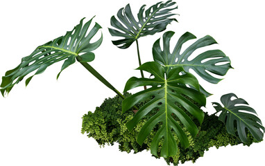 Monstera Jungle Plant Isolated