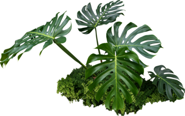 Monstera Jungle Plant Isolated