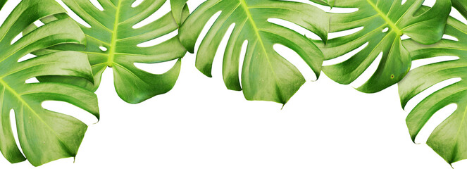 Monstera Plant Frame Isolated