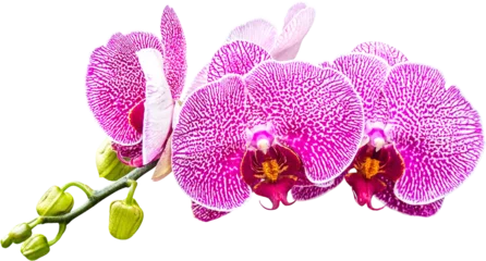 Foto op Canvas Purple Orchids Flower Isolated © sakdam