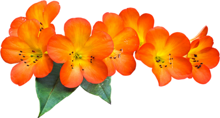 Oranges Flower Isolated