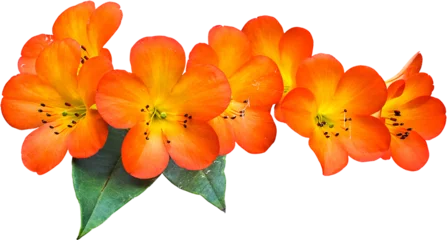 Foto op Plexiglas Oranges Flower Isolated © sakdam