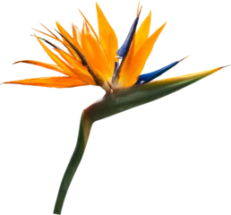 Fotobehang Orange Single Flower Isolated © sakdam