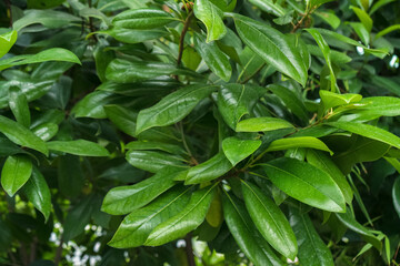 ardisia revoluta kunth leaves