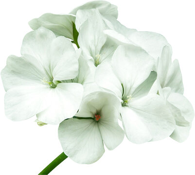 White Orchids Flower Isolated