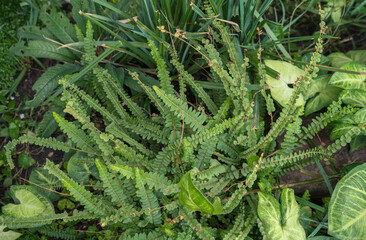 asplenium alatum leaves growing with other tropical plants