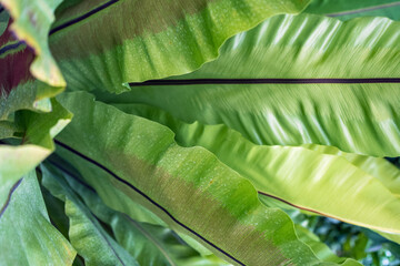 asplenium nidus leaves close up view