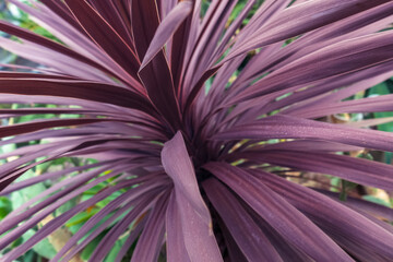 beauty of leaves of cordyline australis plant