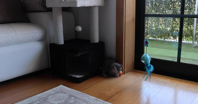 Cute kitten cat playing with its toys (bee and fish) very sweet and funny. Persian feed.