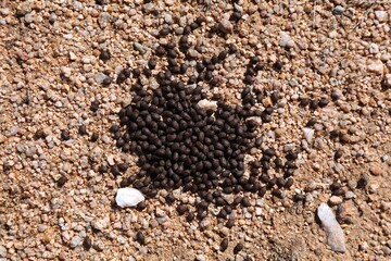 Goat droppings in Morocco