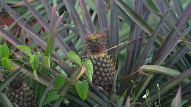 Biological And Organic Pineapple About To Be Harvested