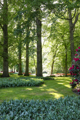 Park with beautiful flowers, trees and blooming bushes on sunny day. Spring season