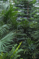 growing tropical plants background