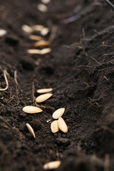 Cucumber seeds in fertile soil, closeup. Vegetables growing