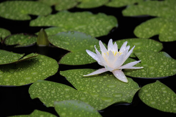 lotus flower floating in a pond in china