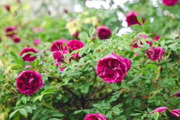 Rose bush with lush pink flowers in a botanical garden.
