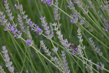 Aroma lavender flowers in green meadow. Purple color wildflowers. Summer flower landscape. Soft...