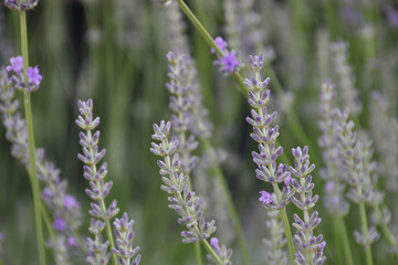 Lavender aroma flowers blossom in green meadow. Purple fragrant wildflowers. Summer flower landscape. Soft violet plants. Herbal freshness. Calm floral background.
