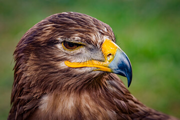 Eagle