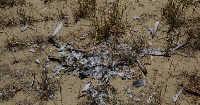 Feathers from a dead bird in a pile on the ground blowing in the wind