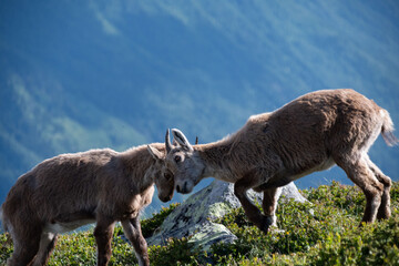 Bouquetin des Alpes