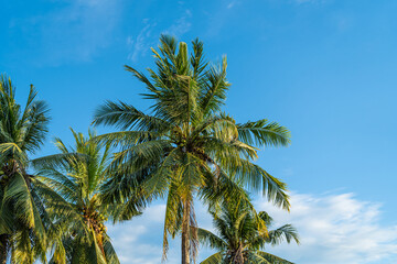Beautiful green coconut palms plantation against blue sky in summer for background. Tropical plant on isolated sky and cloud background.