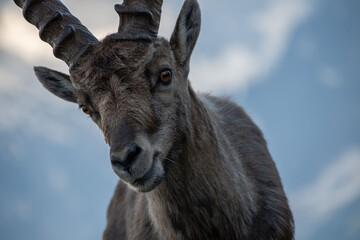Bouquetin des Alpes