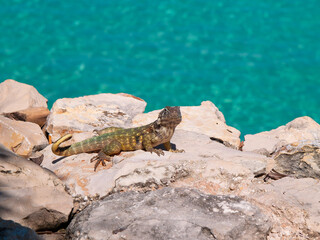 Lagarto cubano en Varadero