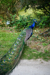 Obraz premium FRANCE - PARIS - BOIS DE VINCENNES - PEACOCK