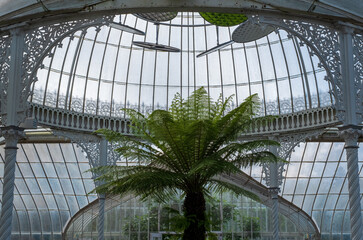 Palm tree photographed against the ironwork and glass inside the Kibble Palace Victorian glasshouse...