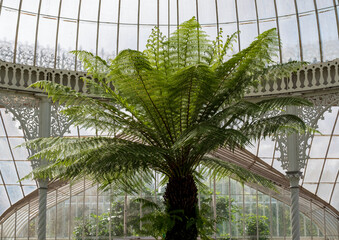 Palm tree photographed against the ironwork and glass inside the Kibble Palace Victorian glasshouse at Glasgow Botanic Gardens, Scotland UK.